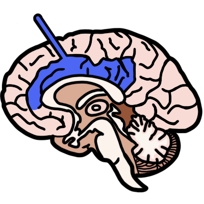 A side-view cross-section of a human brain. The limbic lobe is highlighted in blue, with a blue line pointing to it.